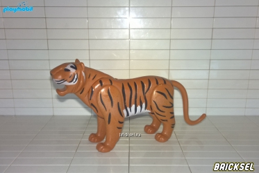 Тигр взрослый