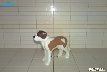 Собака сенбернар бело-коричневая с коричневым пятном на голове